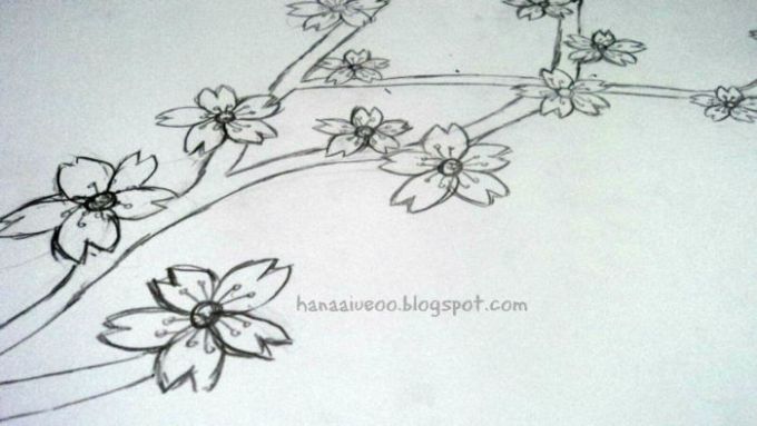 Detail Gambar Bunga Sakura Yang Belum Diwarnai Nomer 23