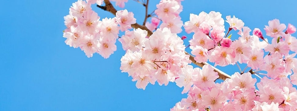 Detail Gambar Bunga Sakura Yang Cantik Nomer 20