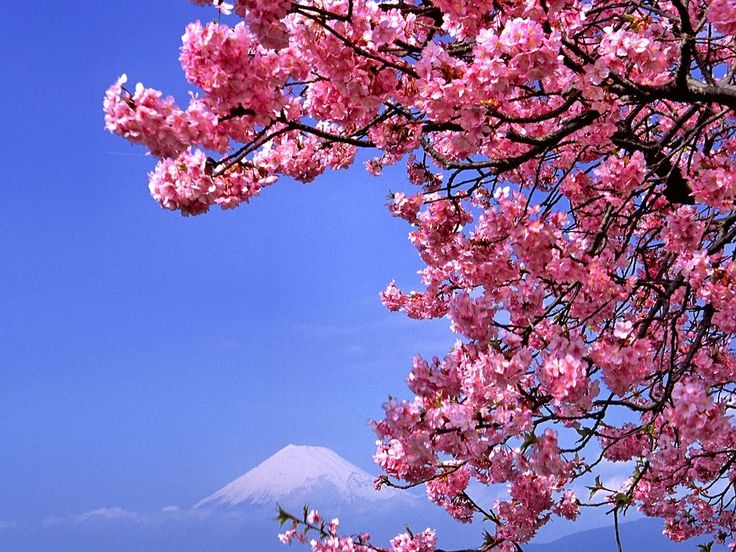 Detail Gambar Bunga Sakura Yang Cantik Nomer 24