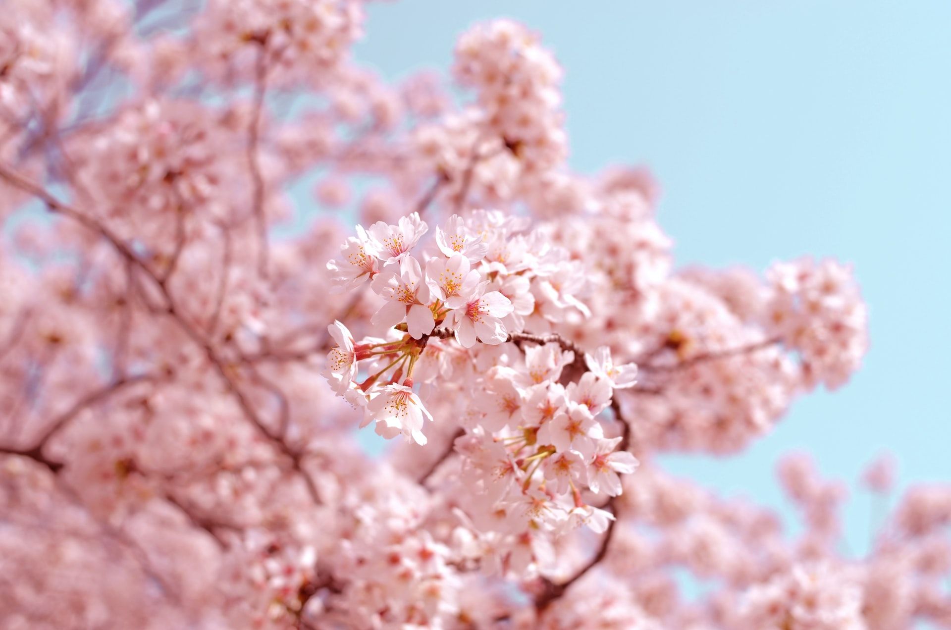 Detail Gambar Bunga Sakura Yang Cantik Nomer 28