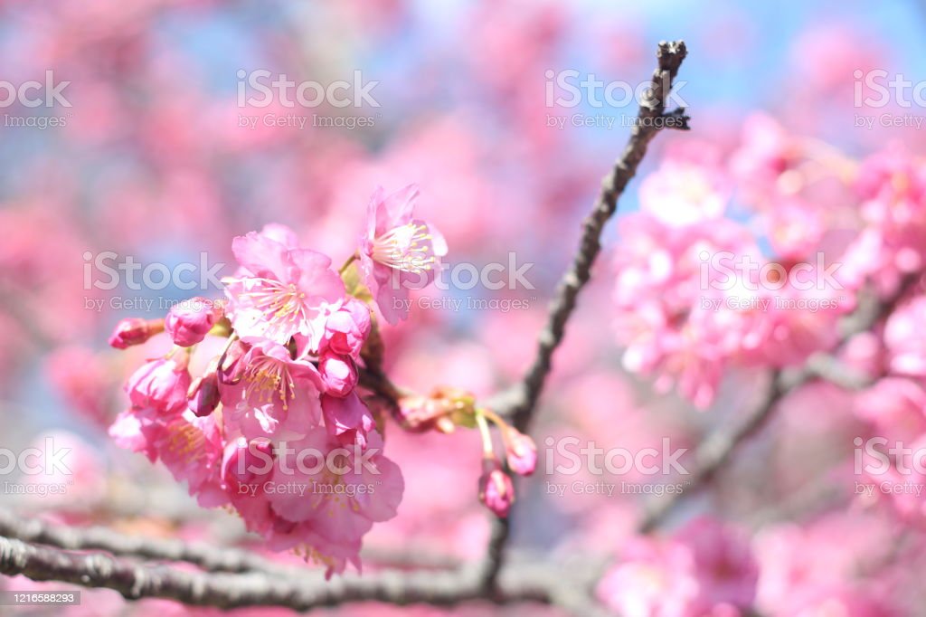 Detail Gambar Bunga Sakura Yang Cantik Nomer 29