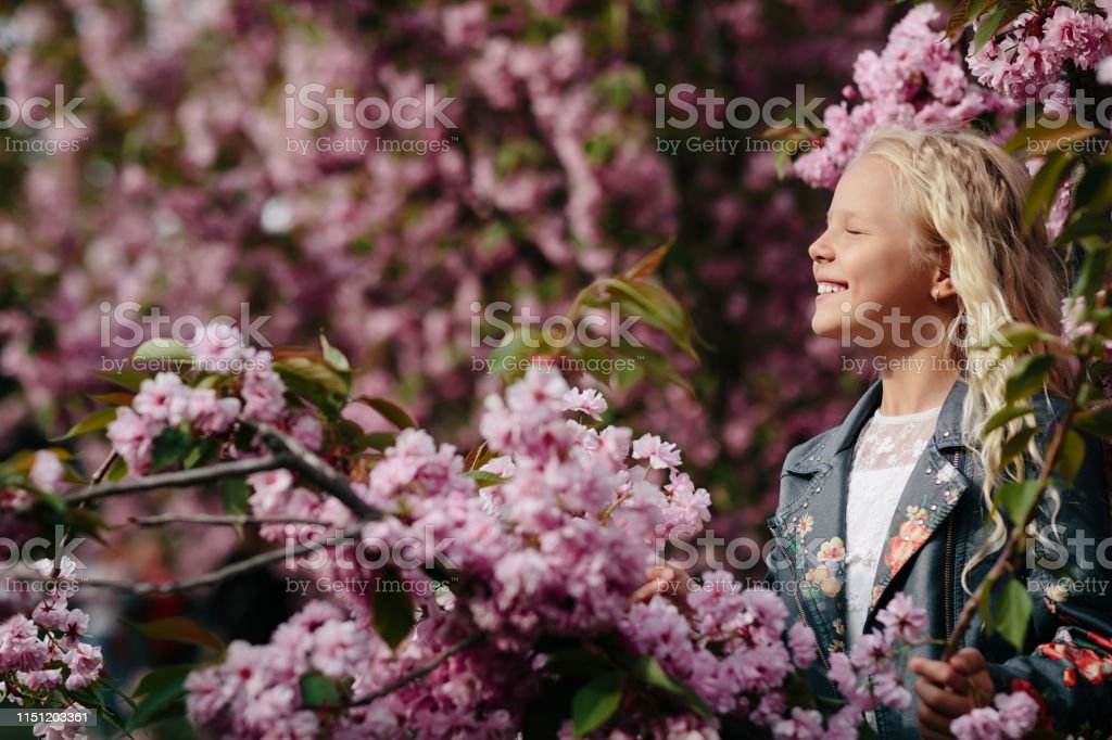 Detail Gambar Bunga Sakura Yang Cantik Nomer 33