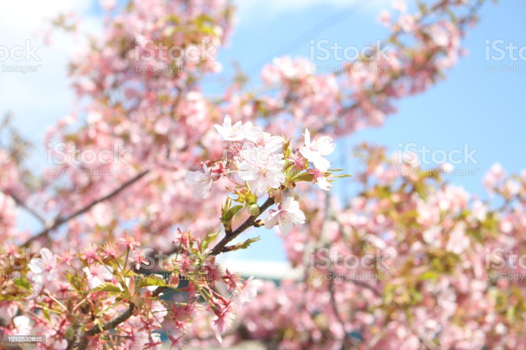 Detail Gambar Bunga Sakura Yang Cantik Nomer 37