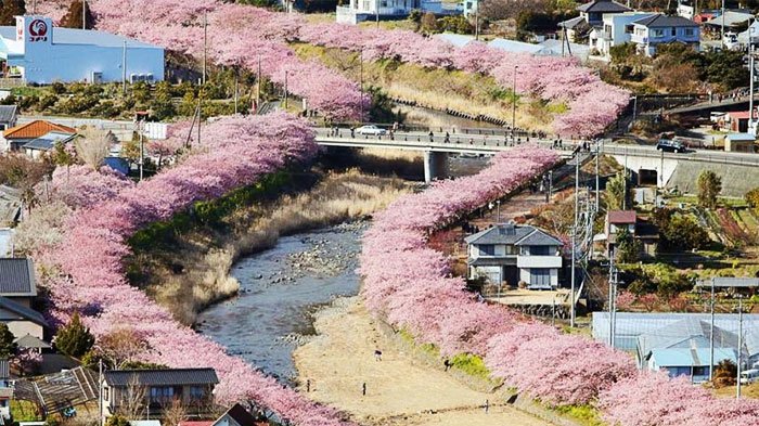 Detail Gambar Bunga Sakura Yang Cantik Nomer 51