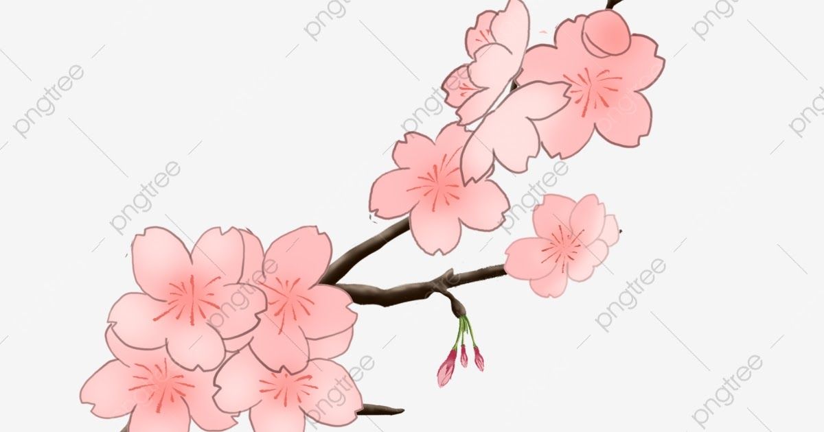 Detail Gambar Bunga Sakura Yang Gampang Nomer 43