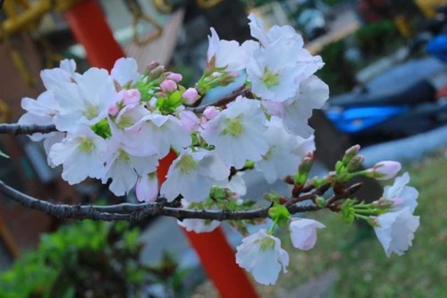 Detail Gambar Bunga Sakura Yang Gampang Nomer 44