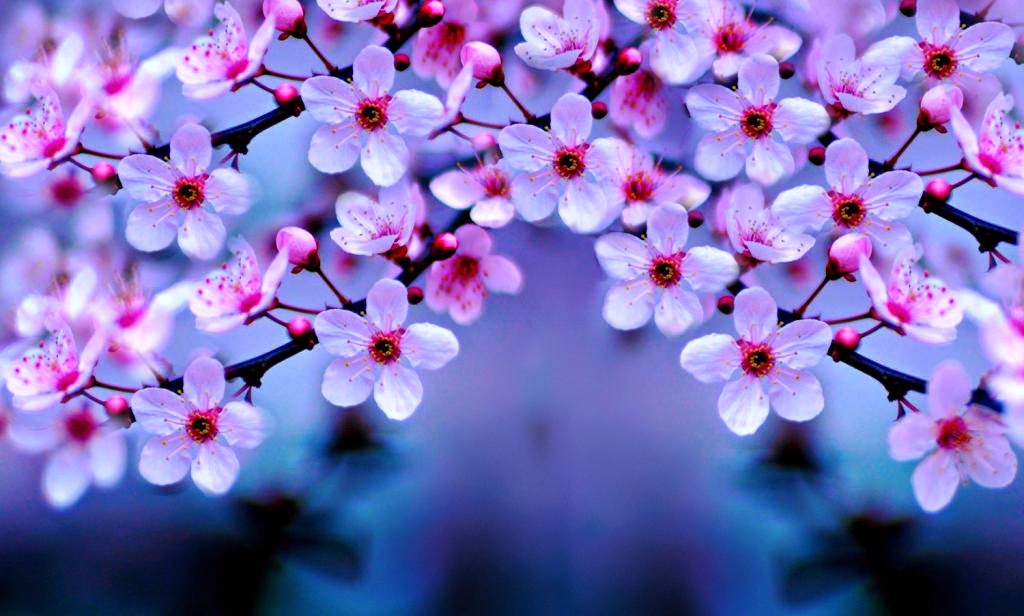 Detail Gambar Bunga Sakura Yang Gampang Nomer 46