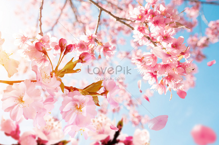 Detail Gambar Bunga Sakura Yang Indah Nomer 13