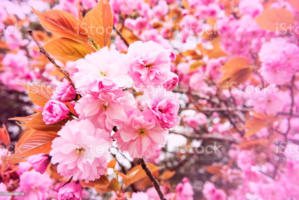 Detail Gambar Bunga Sakura Yang Indah Nomer 18