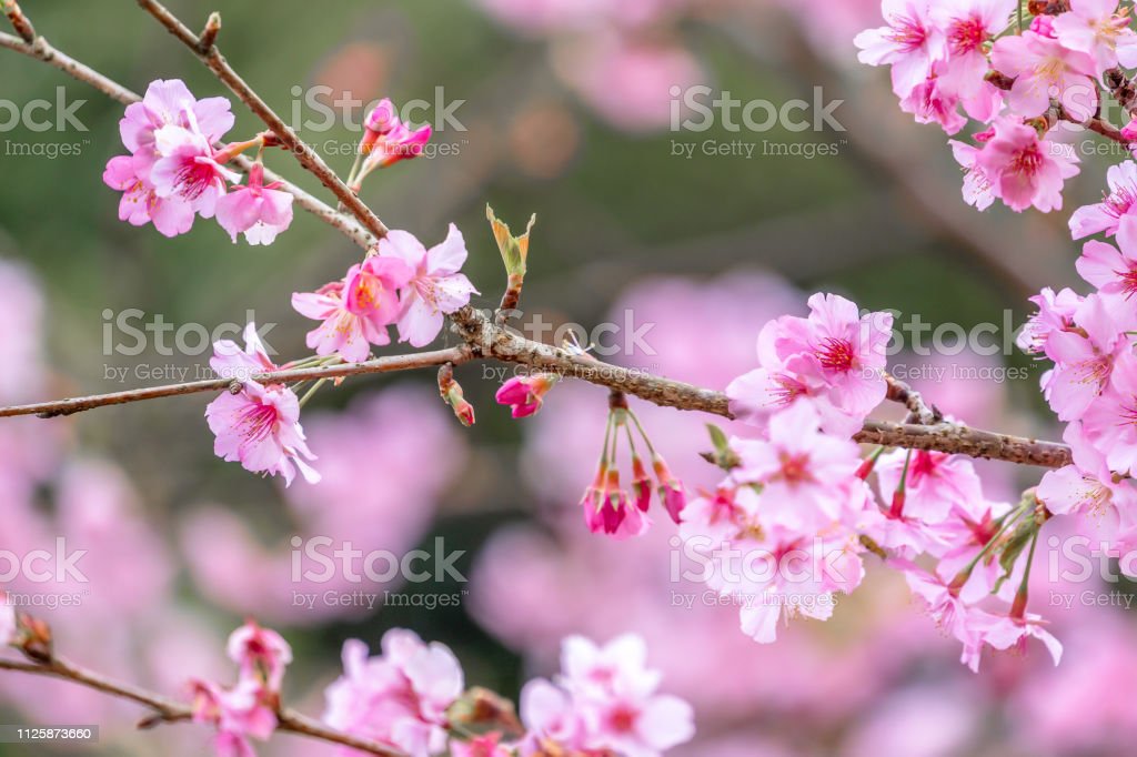 Detail Gambar Bunga Sakura Yang Indah Nomer 19