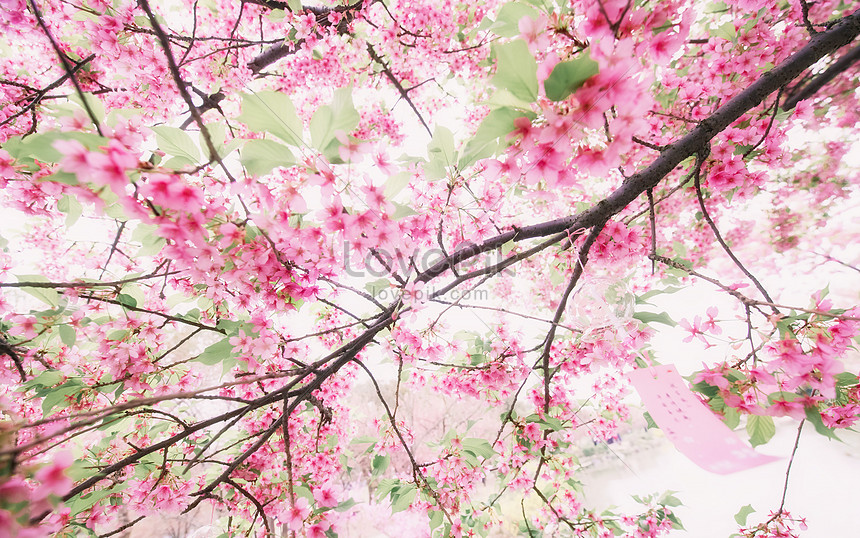 Detail Gambar Bunga Sakura Yang Indah Nomer 3