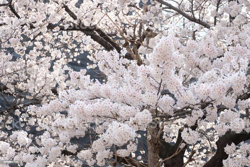 Detail Gambar Bunga Sakura Yang Indah Nomer 23