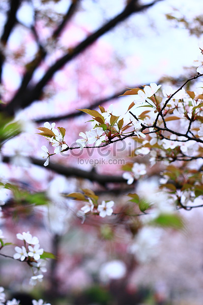 Detail Gambar Bunga Sakura Yang Indah Nomer 33