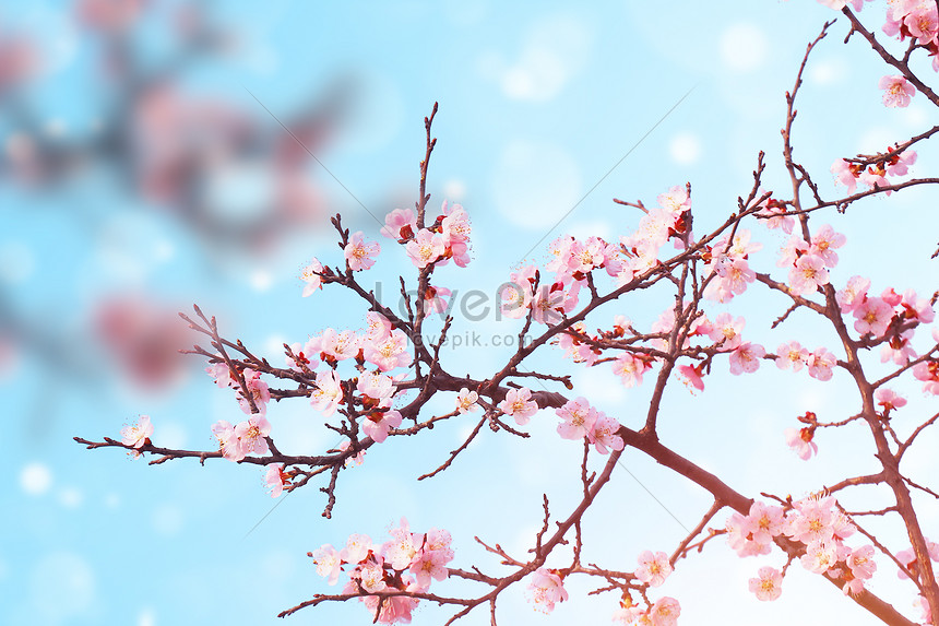 Download Gambar Bunga Sakura Yang Indah Nomer 6