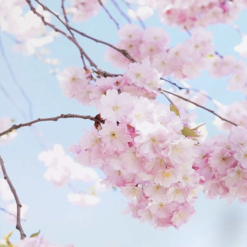 Detail Gambar Bunga Sakura Yang Indah Nomer 49