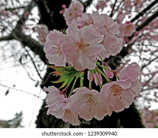 Detail Gambar Bunga Sakura Yang Indah Nomer 54