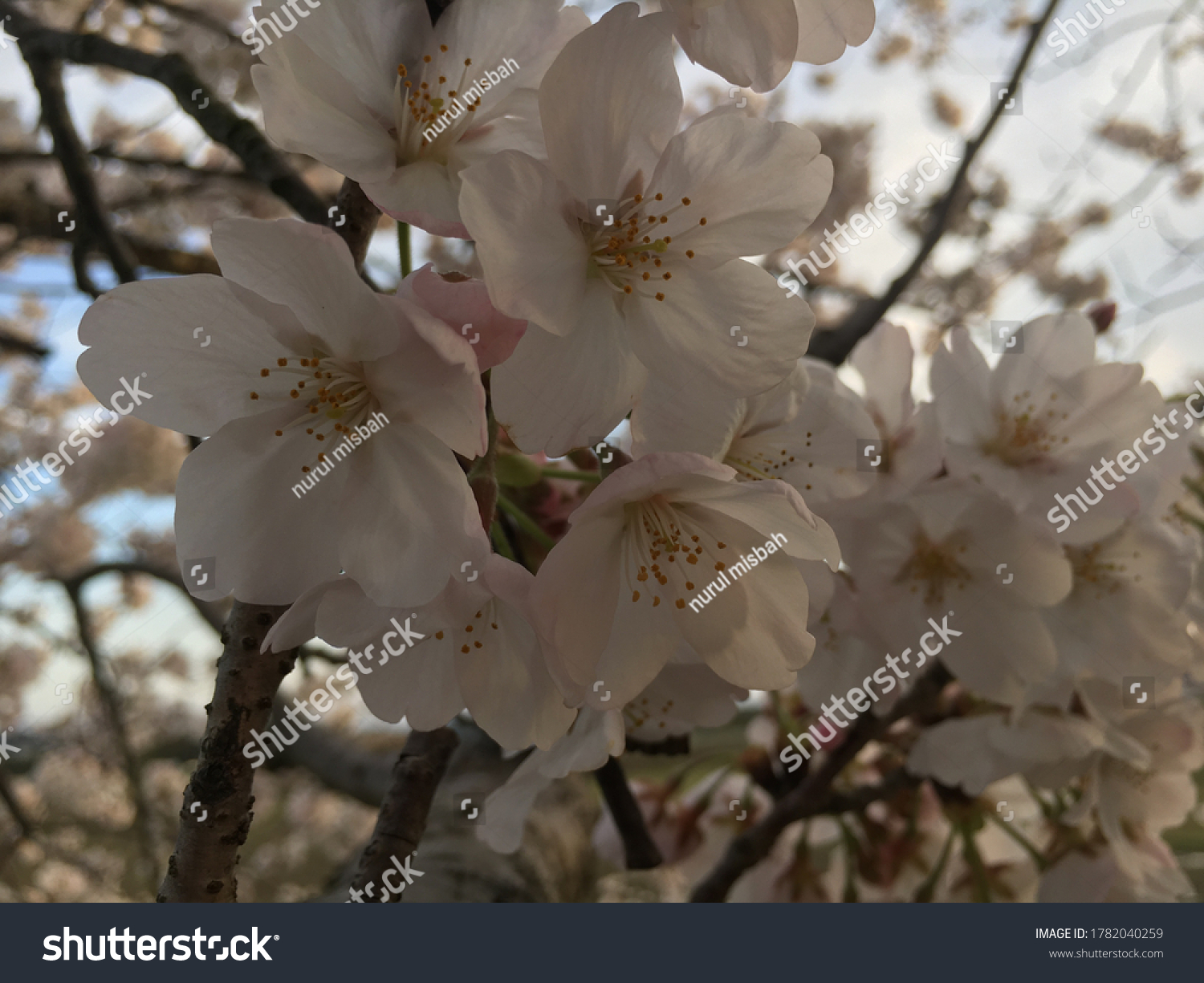 Detail Gambar Bunga Sakura Yang Indah Nomer 8