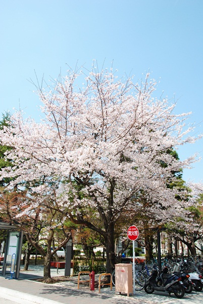 Detail Gambar Bunga Sakura Yang Indah Sekali Nomer 41