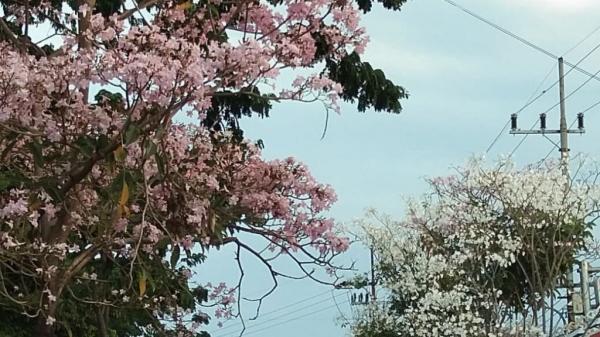 Detail Gambar Bunga Sakura Yang Indah Sekali Nomer 50