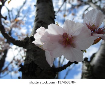 Detail Gambar Bunga Sakura Yang Indah Sekali Nomer 8
