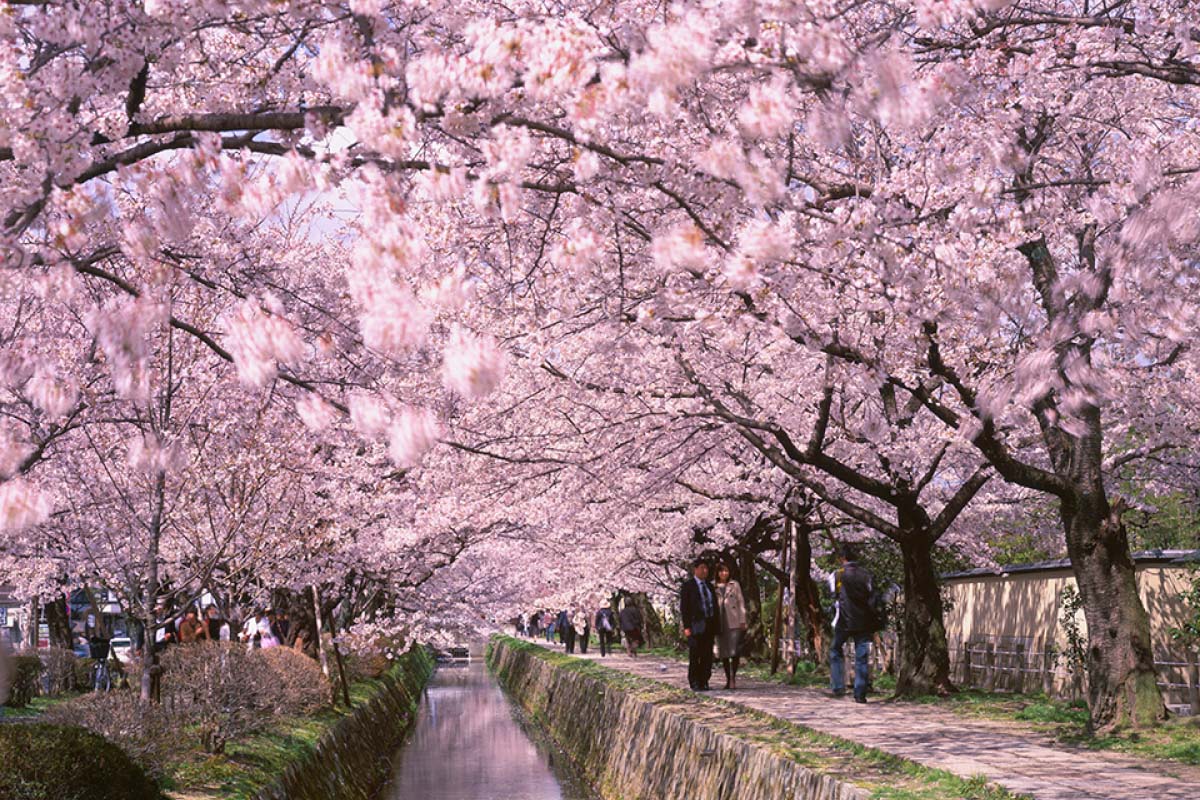 Detail Gambar Bunga Sakura Yang Paling Bagus Nomer 20