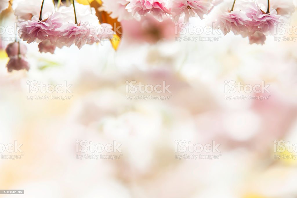 Detail Gambar Bunga Sakura Yang Paling Bagus Nomer 42