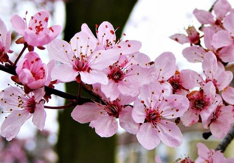 Detail Gambar Bunga Sakura Yang Paling Bagus Nomer 7