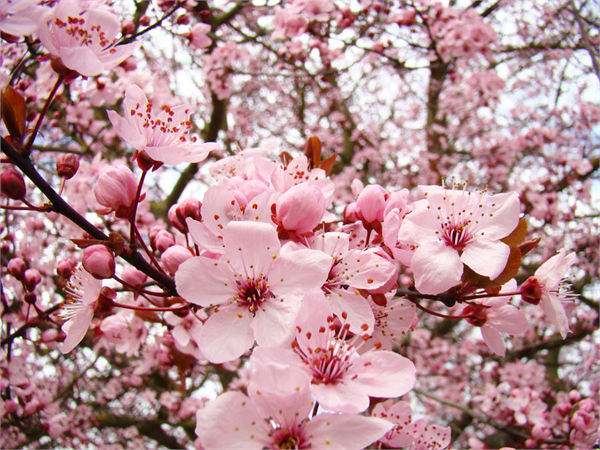 Detail Gambar Bunga Sakura Yang Paling Cantik Nomer 21