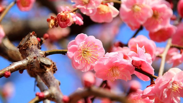 Detail Gambar Bunga Sakura Yang Paling Cantik Nomer 23