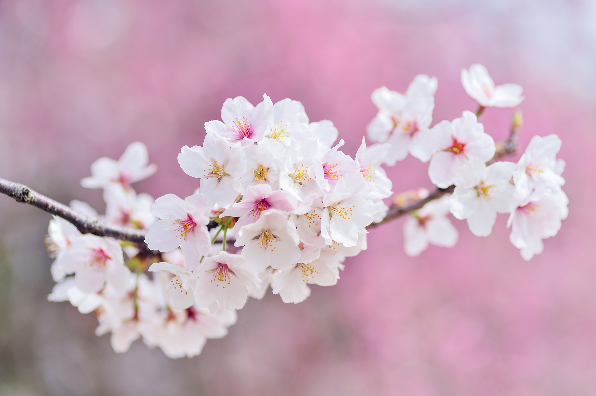 Detail Gambar Bunga Sakura Yang Paling Cantik Nomer 27