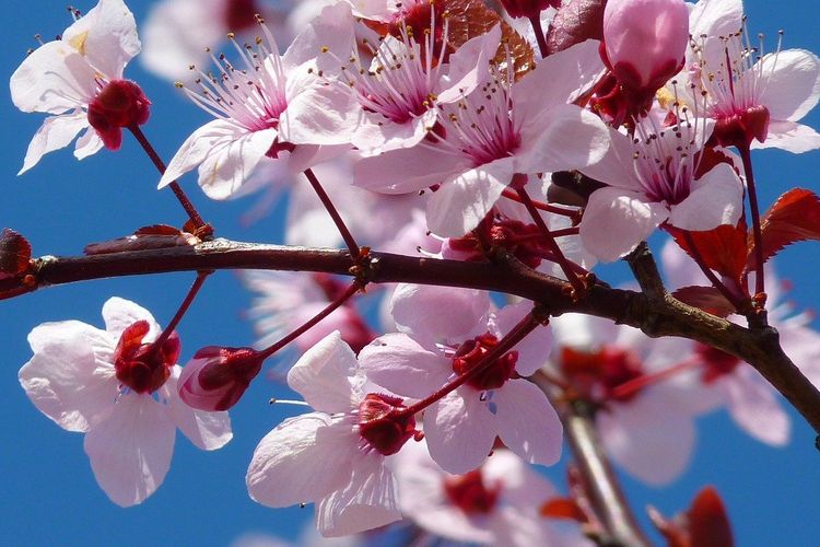 Detail Gambar Bunga Sakura Yang Paling Cantik Nomer 41