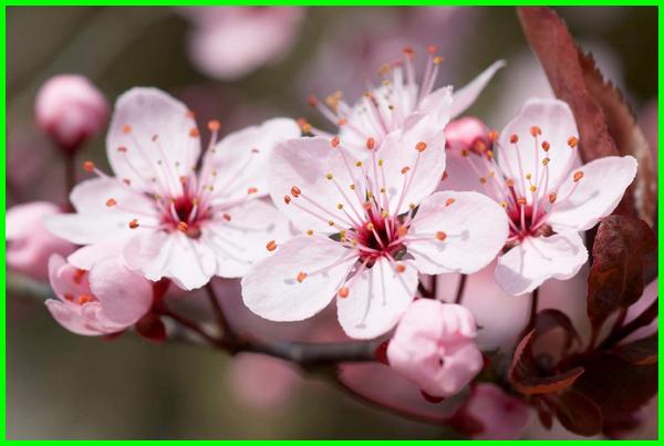 Detail Gambar Bunga Sakura Yang Paling Cantik Nomer 45