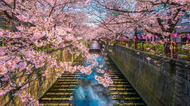 Detail Gambar Bunga Sakura Yang Paling Cantik Nomer 52
