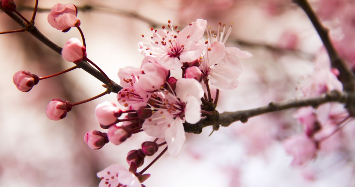 Detail Gambar Bunga Sakura Yg Banyak Nomer 14