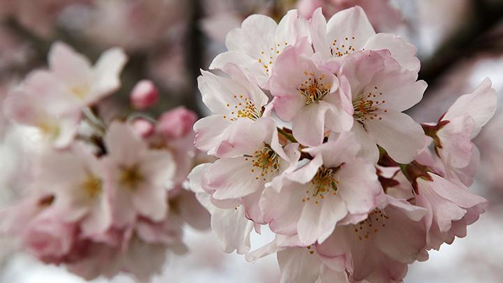 Detail Gambar Bunga Sakura Yg Banyak Nomer 40