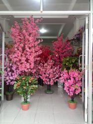 Detail Gambar Bunga Sakura Yg Besar Nomer 15