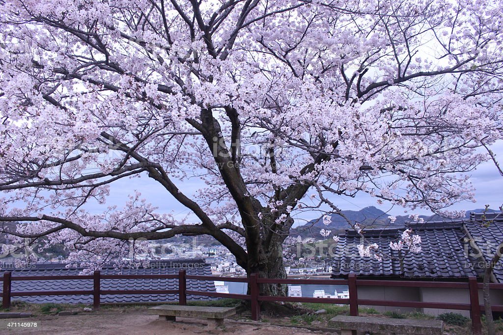 Detail Gambar Bunga Sakura Yg Besar Nomer 23
