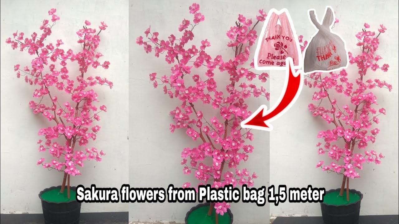 Detail Gambar Bunga Sakura Yg Besar Nomer 26