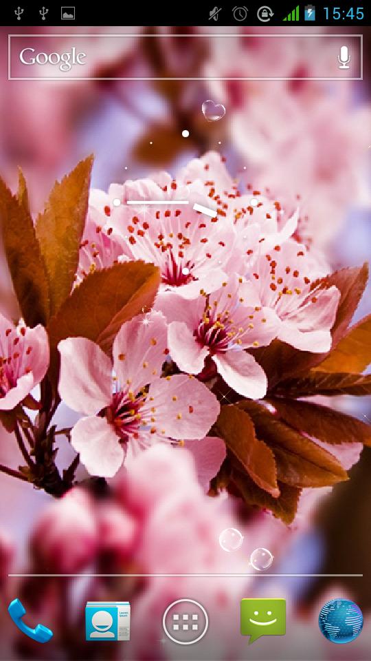 Detail Gambar Bunga Sakura Yg Indah Nomer 34