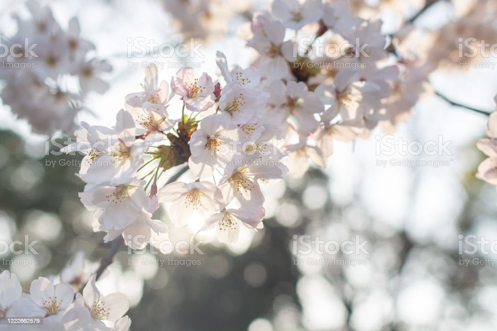Detail Gambar Bunga Sakura Yg Indah Nomer 36