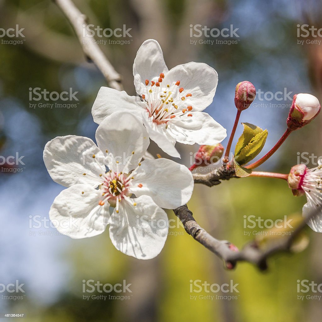 Detail Gambar Bunga Sakura Yg Indah Nomer 42