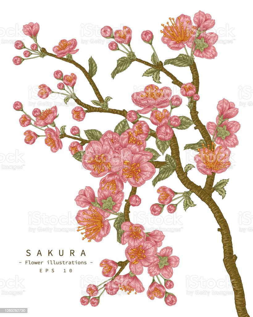 Detail Gambar Bunga Sakura Yg Mudah Digambar Nomer 15