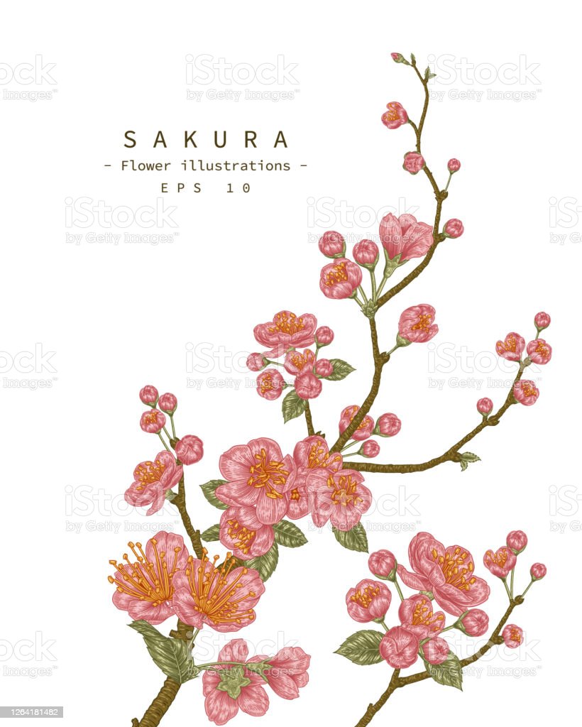 Detail Gambar Bunga Sakura Yg Mudah Digambar Nomer 48