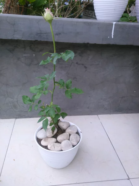 Detail Gambar Bunga Sama Pot Nomer 23