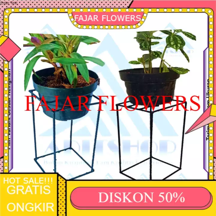 Detail Gambar Bunga Sama Pot Nomer 28