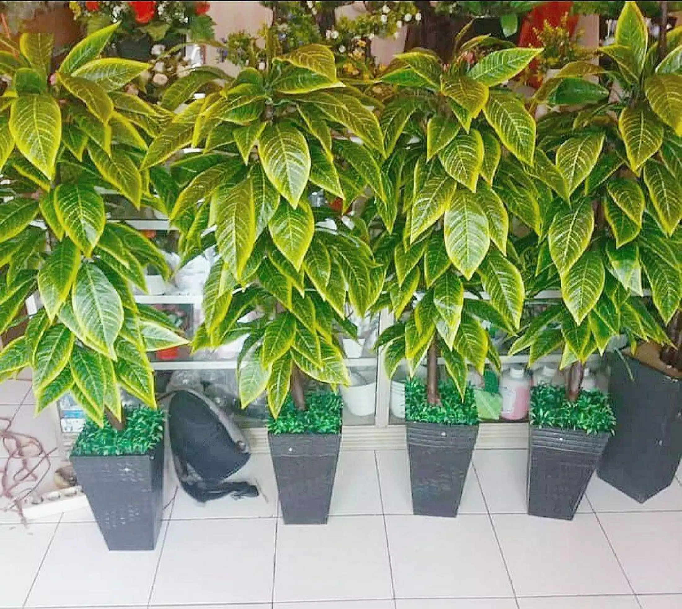 Detail Gambar Bunga Sama Pot Nomer 40