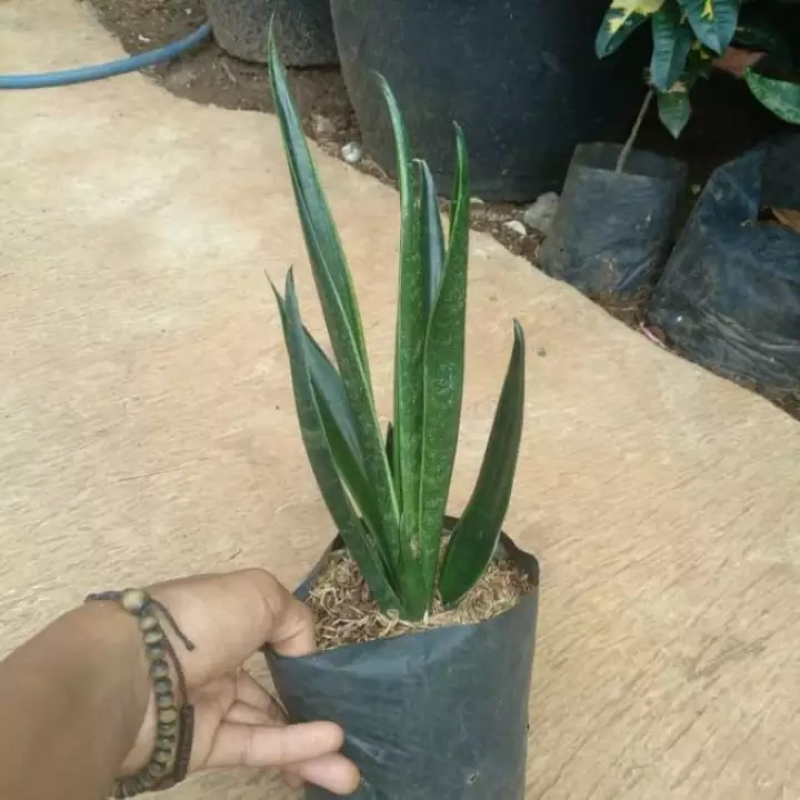 Detail Gambar Bunga Sansivera Nomer 34
