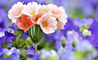 Gambar Bunga Segar Dan Cantik - KibrisPDR