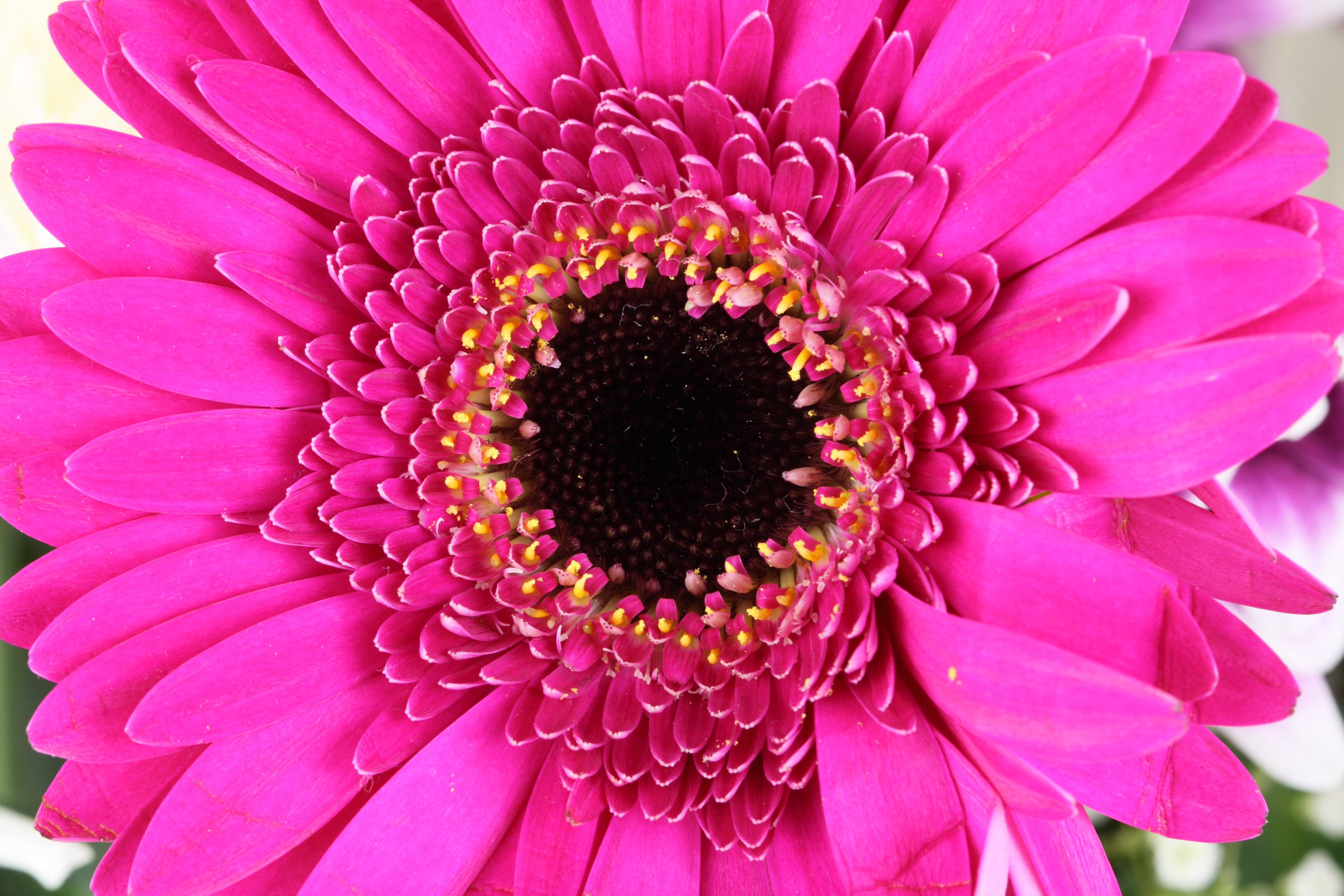 Detail Gambar Bunga Segar Dan Cantik Nomer 34