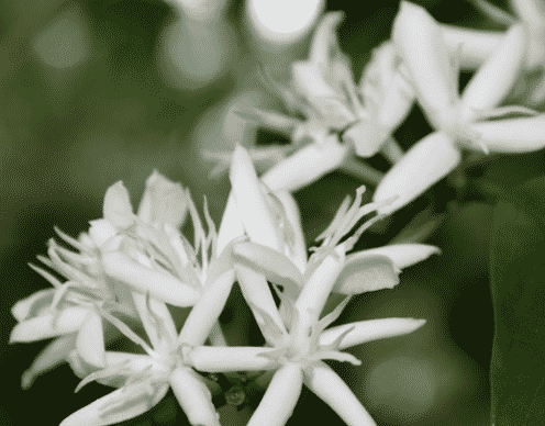 Detail Gambar Bunga Sempurna Dan Berikan Keterangannya Nomer 51